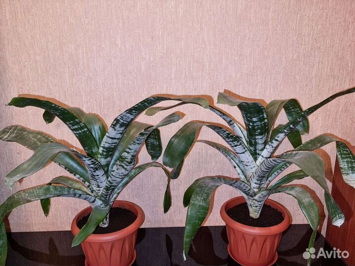 Эхмея. Декабрист (шлюмбергера)