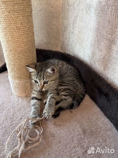 Найден котёнок