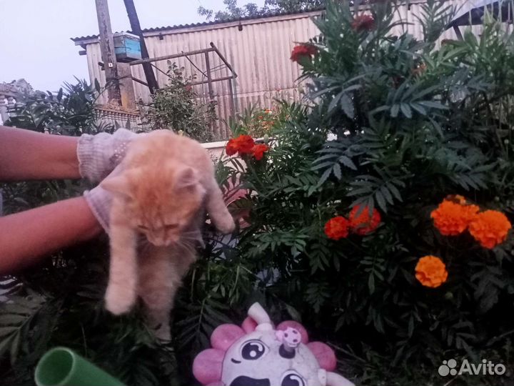 Котёнок Норик