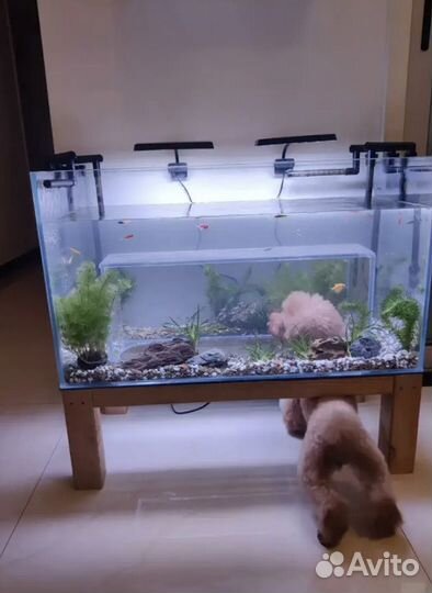 Аквариум для кота с панорамой