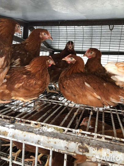 Куры несушки молодки