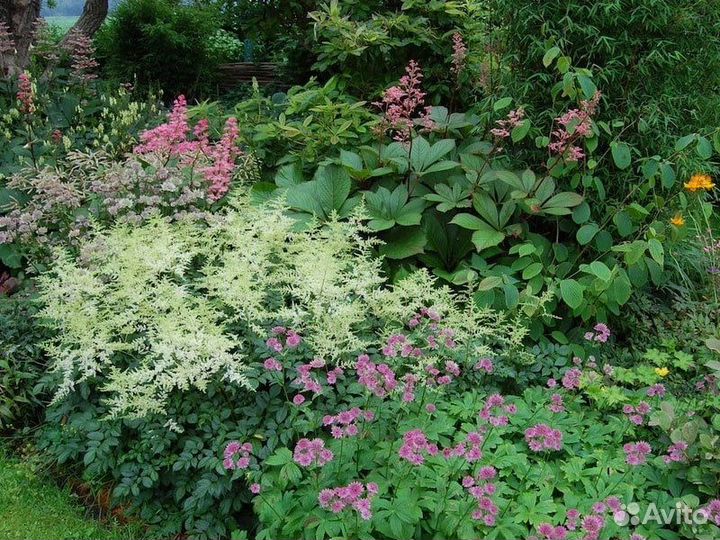 Цветы многолетние