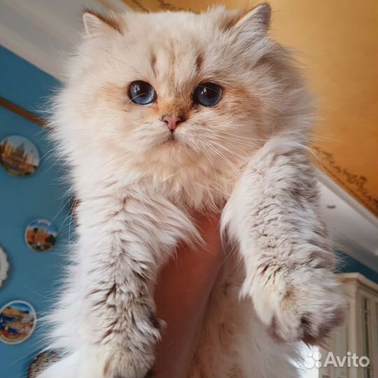 Кошки в дар