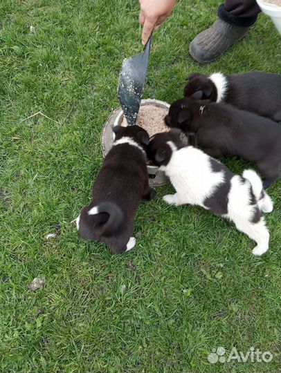 Щенки лайки