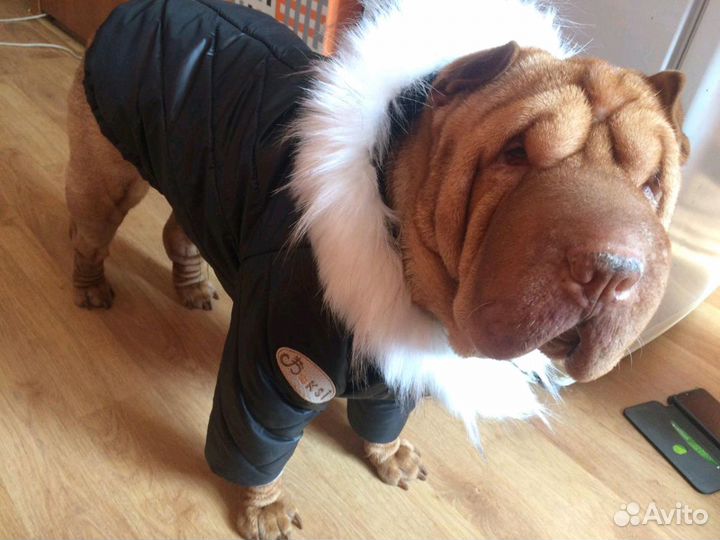 Одежда для собак