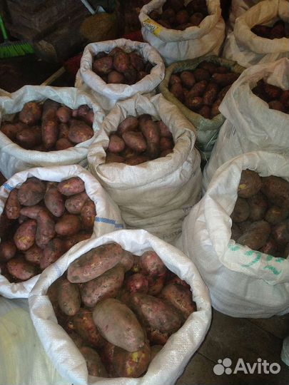 Продам картофель