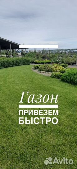 Рулонный газон под ключ