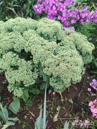 Колеусы ,очиток