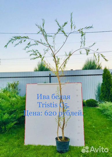 Декоративные деревья