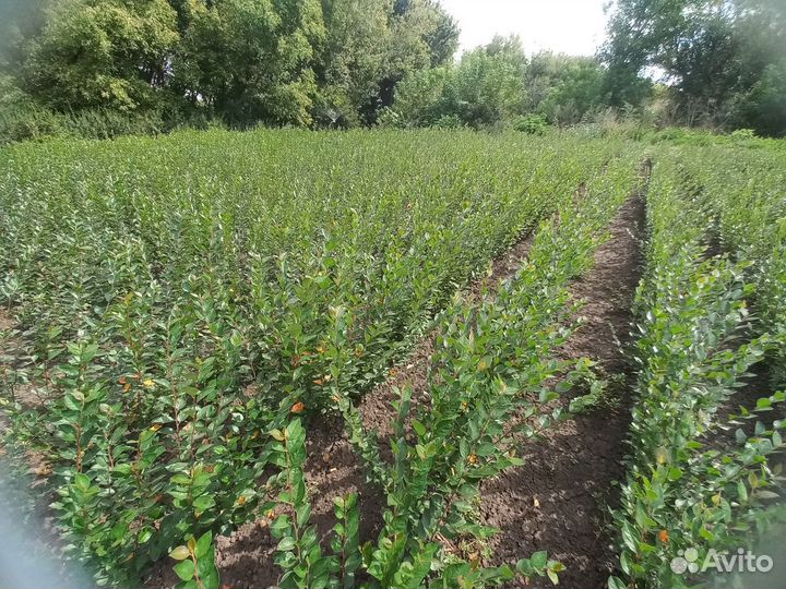 Кизильник/живая изгородь