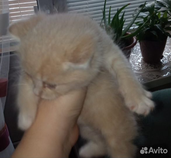 Котята(мальчик и девочка) в добрые руки бесплатно