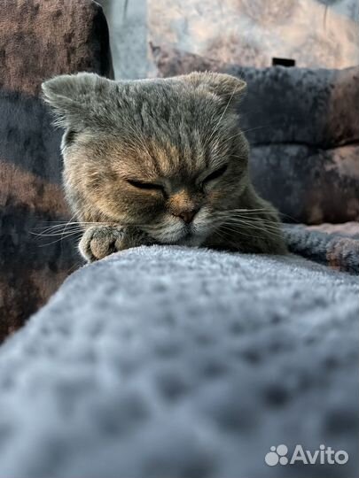 Кошка в дар