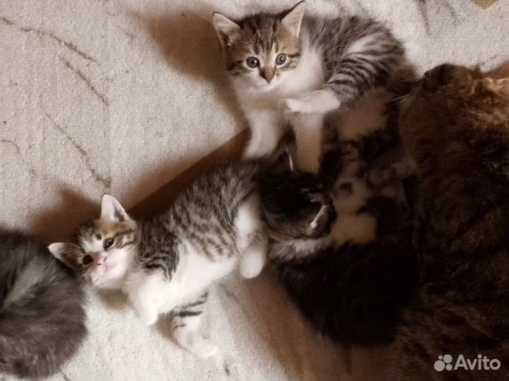 Котята-тигрята в добрые руки