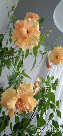 Гибискус китайская роза