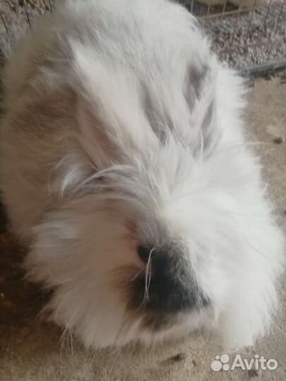 Ангорка кролик