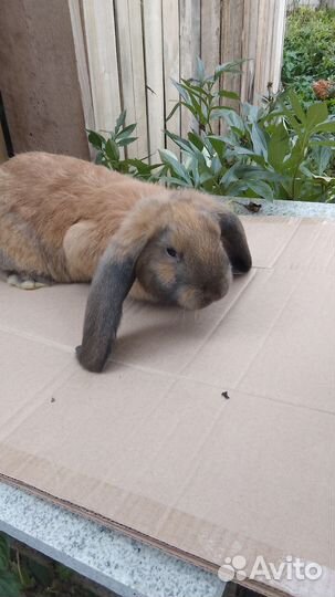 Французский баран на племя