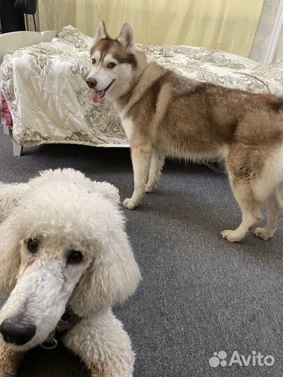 Передержка Выгул Дрессировка Собак & Котов