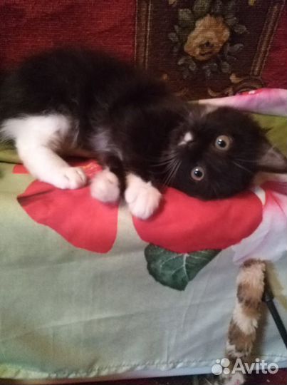 Сонечка - черно-белая девочка 1.5 мес. Ждет вас