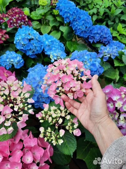 Гортензия крупнолистная саженцы