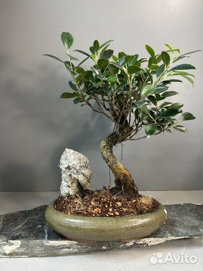 Дерево Бонсай - Баньян со скалой 14 лет