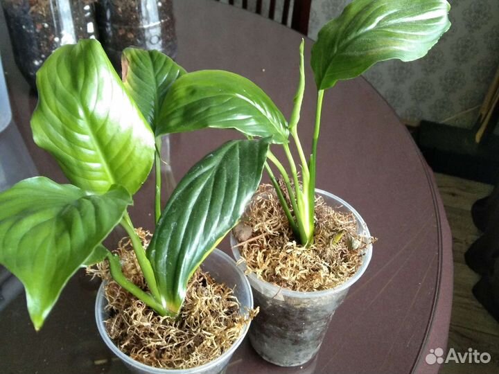 Спатифиллум