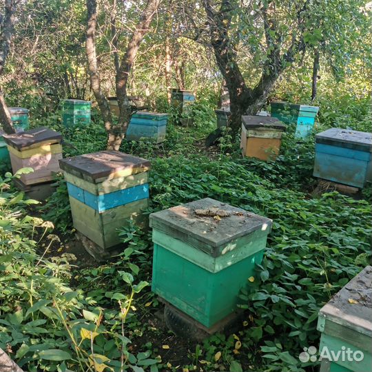 Пчелосемьи