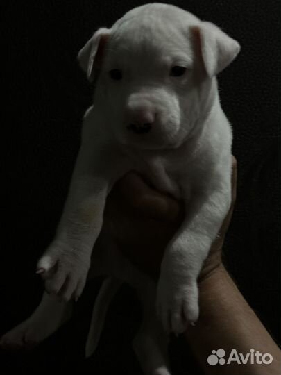 Щенки стаффа