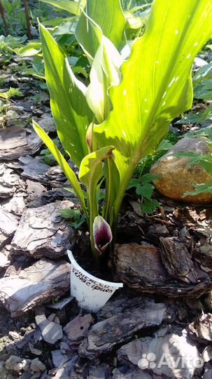 Многолетние цветы