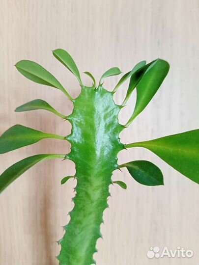 Молочай трёхгранный (эуфорбия тригона)