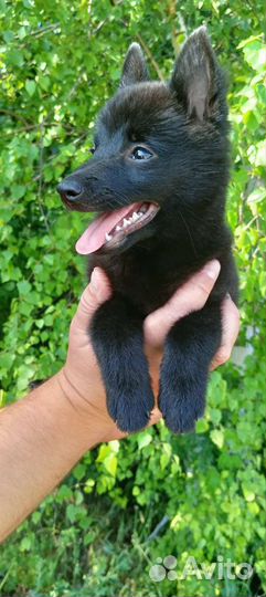 Щенки шипперке девочка