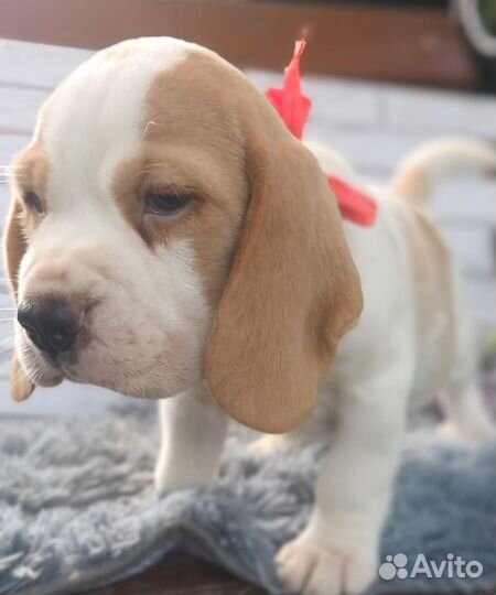 Щенки бигля