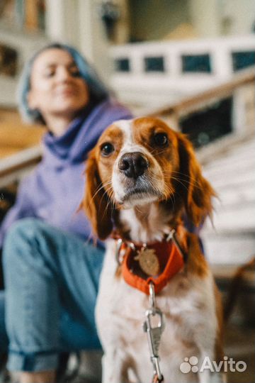 Дрессировка собак Кинолог Подарим уроки