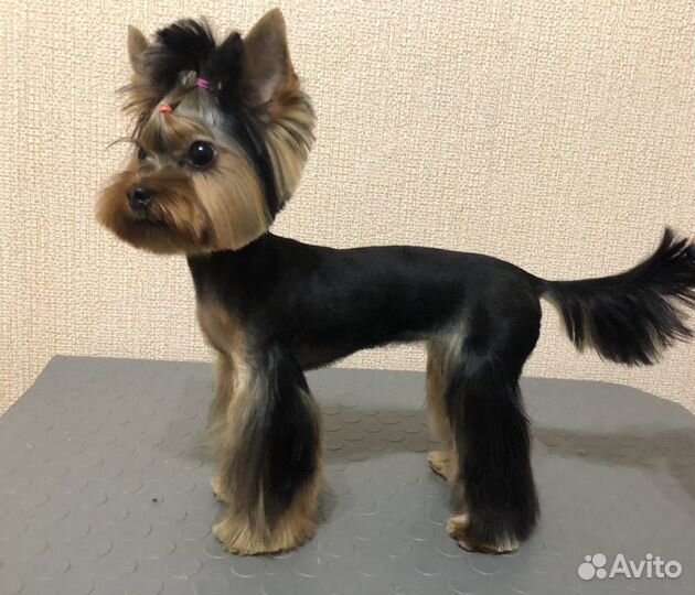 Стрижка собак и кошек.Грумер