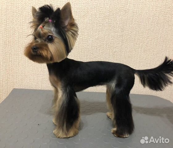 Стрижка собак и кошек.Грумер