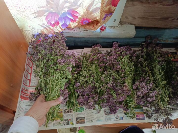 Душица матрешка