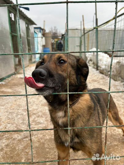 Дружок - игривый и ласковый пес