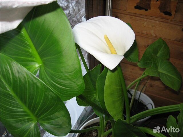 Калла белая эфиопская (Calla Aethiopica)