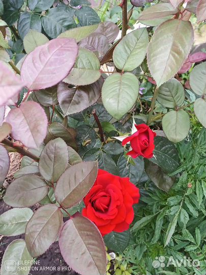 Роза бордовая зкс