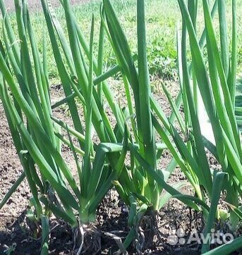 Лук многоярусный многолетний