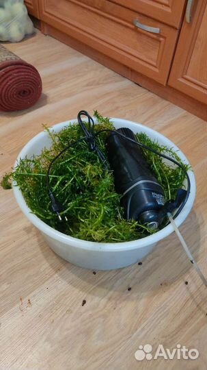 Аквариумные водоросли