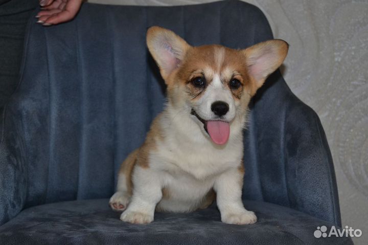 Корги детки