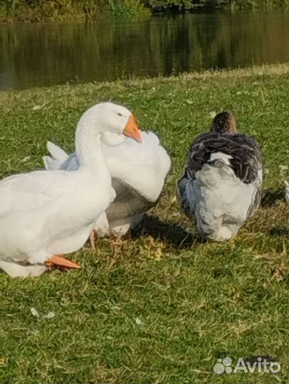 Холмогорские гуси