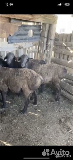 Овцы бараны ягнята