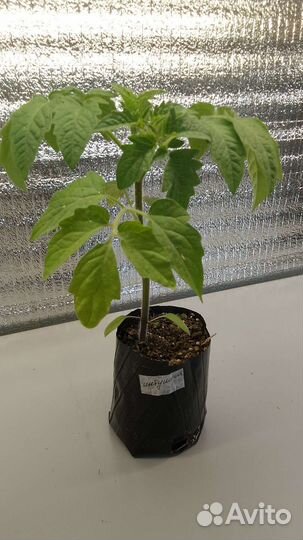 Рассада помидор