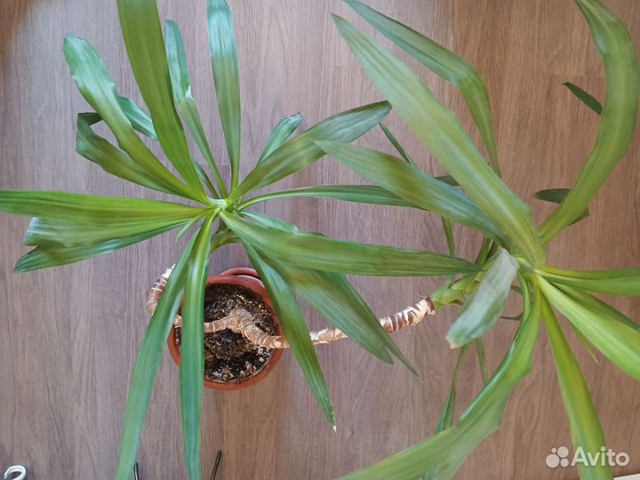 Комнатные цветы юкка