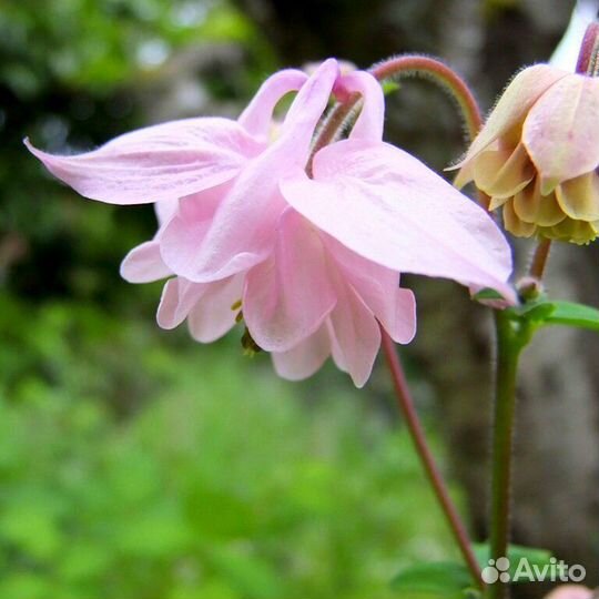 Купена, аквилегия розовая, бруннера