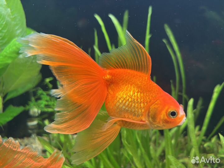 Золотые рыбки Оранда