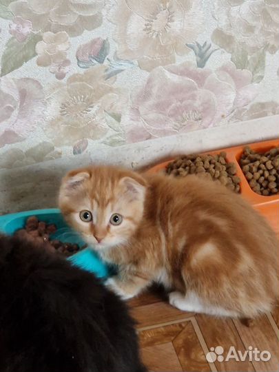 Котята