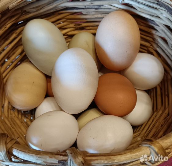 Яйцо гусиное, куриное для инкубации и еды