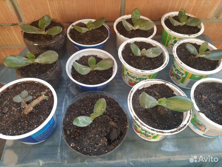 Отросток денежного дерева